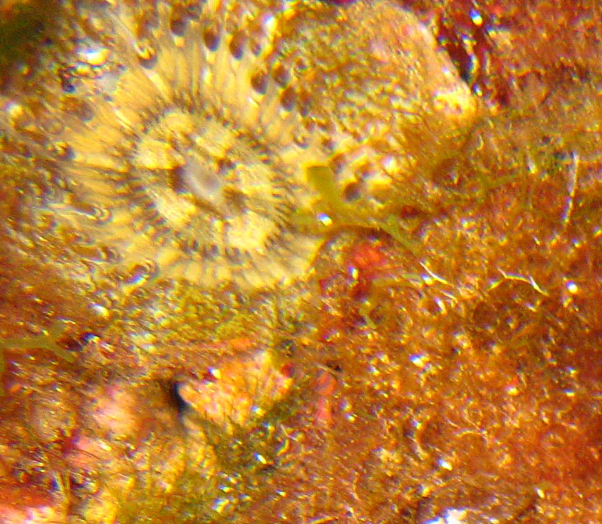 Aiptasia mutabilis